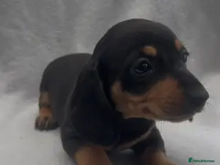 Miniature Dachshund dogs for sale: Beautiful mini dachshund black tan boy ready now - Advert 3
