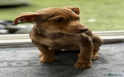 Jack Russell dogs for sale: Beautiful Muchwenlock Jack Russell puppies - Image 35