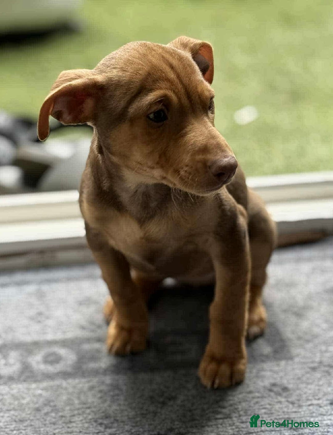 Jack Russell dogs for sale: Beautiful Muchwenlock Jack Russell puppies - Image 35