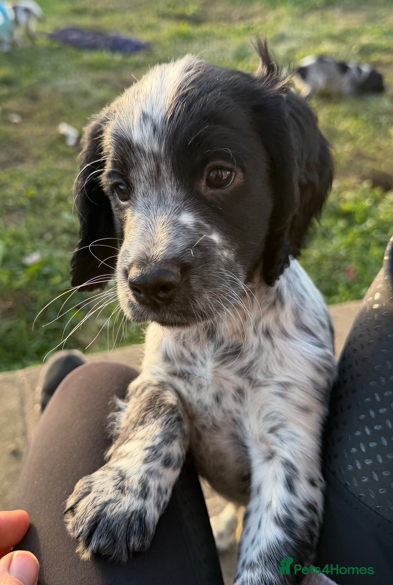 Cocker Spaniel dogs Gorgeous working cocker spaniel puppies - Advert 8