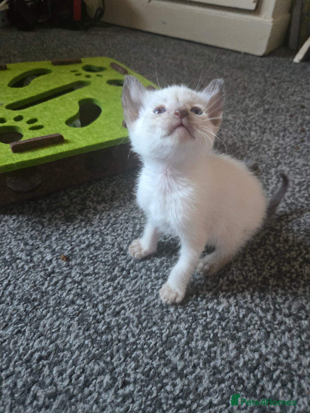 Siamese cats for sale: Beautiful 2 Havana browns and 2 C/ point siamese  - Image 9