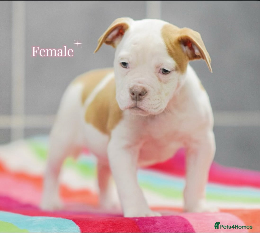 Olde English Bulldogge dogs 5⭐️COUNCIL APPROVED,LICENSED, 23 YEARS EXPERIENCE. - Advert 3