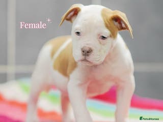 Olde English Bulldogge dogs 5⭐️COUNCIL APPROVED,LICENSED, 23 YEARS EXPERIENCE. - Advert 3