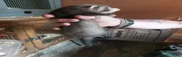 Ferret rodents for sale: Ferret Kits for sale - Advert 5