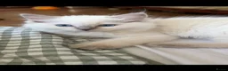 Ragdoll cats for sale: Ragdolls Mink Sepia TICA Cherubims Quality  - Advert 7