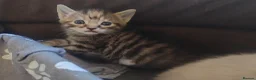 Mixed Breed cats for sale: Adorable kittens are looking for lovely home  - Advert 27