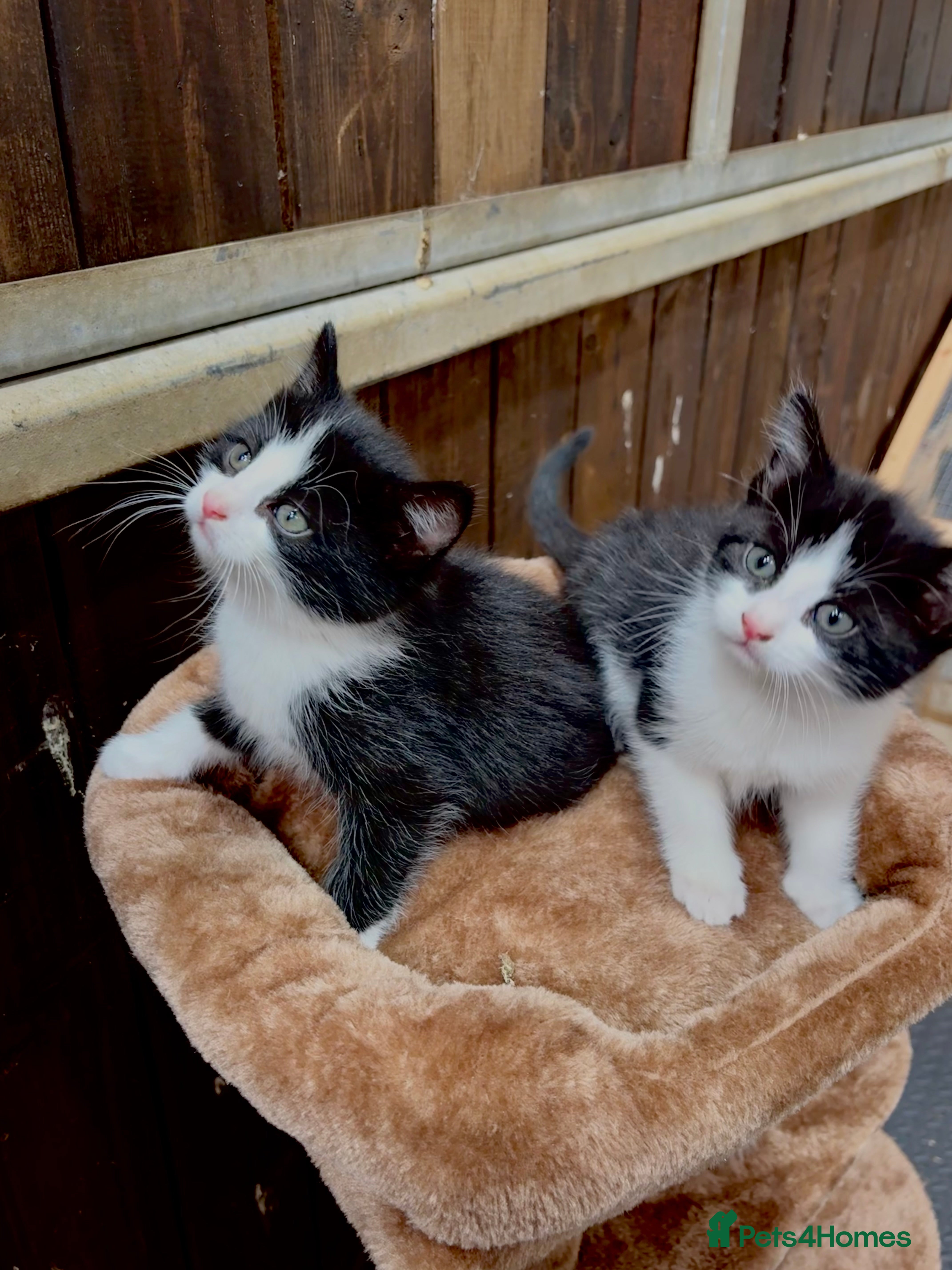 Mixed Breed cats beautiful Siberian/American shorthair furbabies - Advert 2