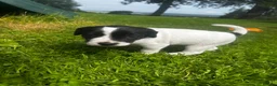 Mixed Breed dogs for sale: 1 male jack Russel/ springer pup  - Advert 4