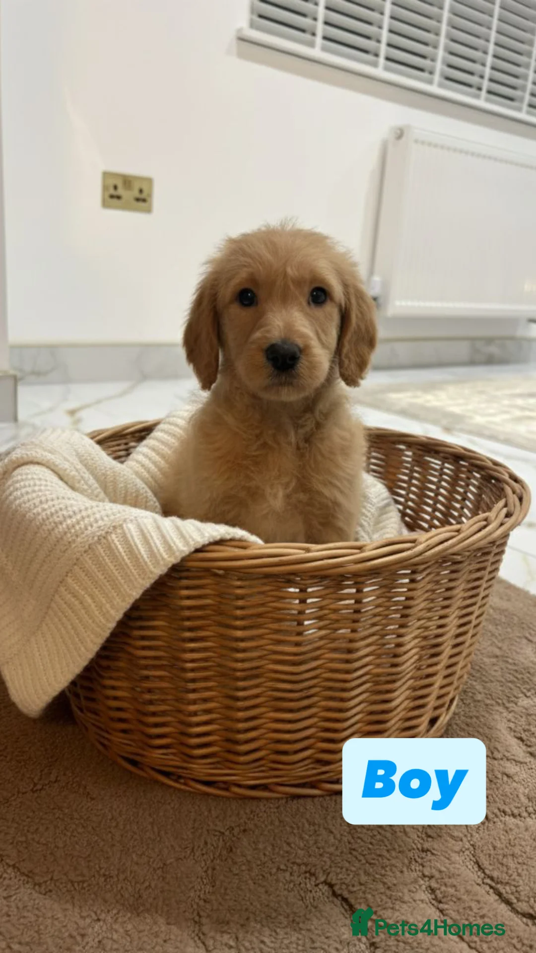 Labradoodle dogs for sale: Labradoodle puppies  - Advert 4