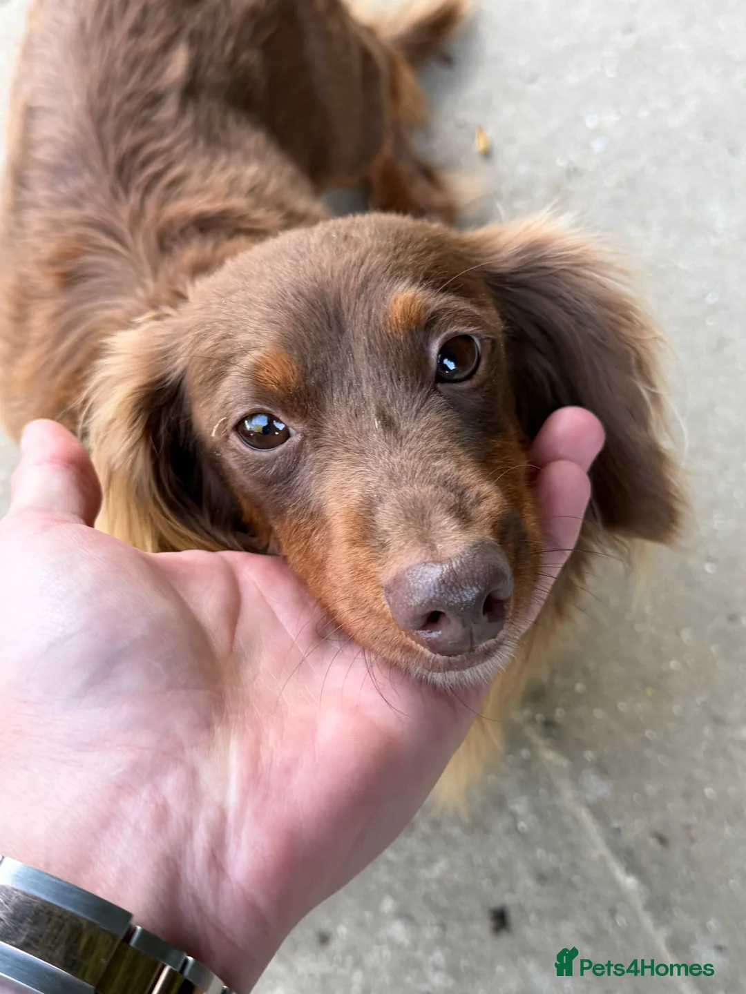 Miniature Dachshund dogs for sale: Long haired miniature dachshund in Sevenoaks - Advert 5