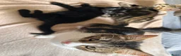 Mixed Breed cats for sale: 3 adorable kittens for sale - Advert 14