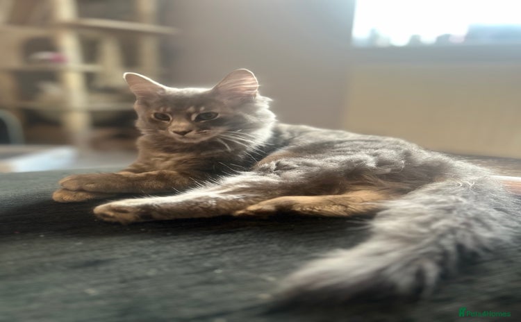 Persian cats - Advert 2
