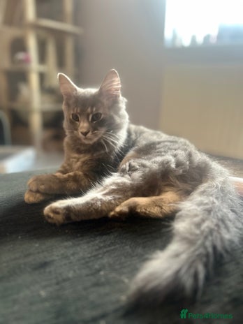 Persian cats - Advert 12