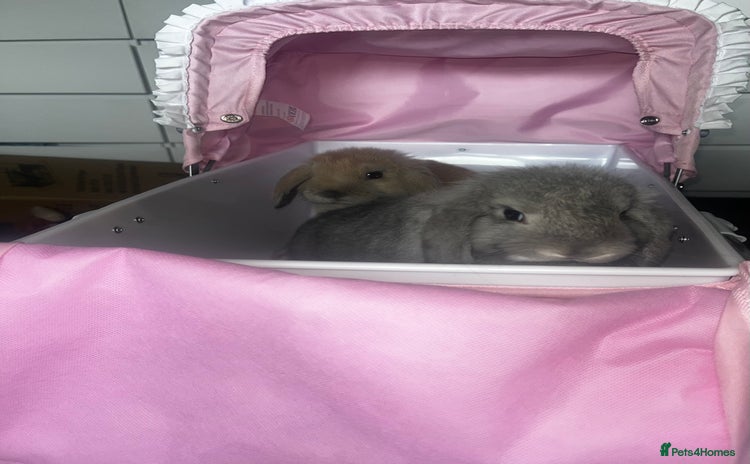 Mini Lop rabbits - Advert 1