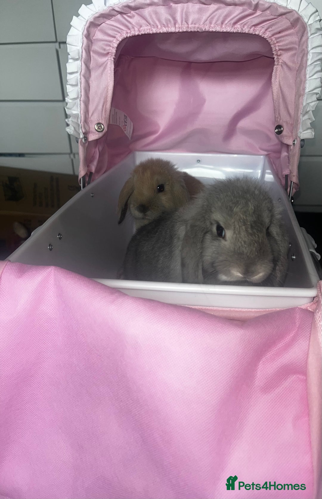 Mini Lop rabbits for sale: 2 gorgeous mini lop rabbits Thumper and Daisy - Image 1