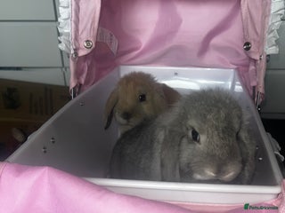 Mini Lop rabbits - Advert 7
