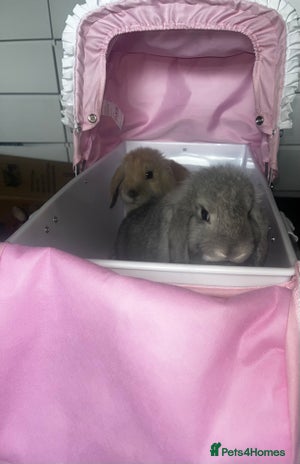 Mini Lop rabbits - Advert 8