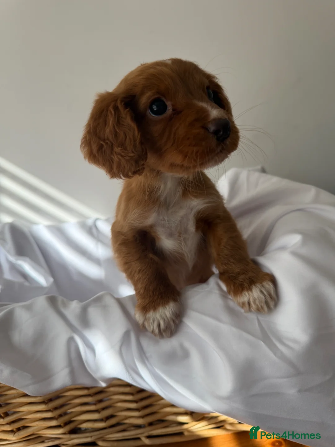 Cocker Spaniel dogs for sale: Beautiful working cocker spaniels  - Advert 2