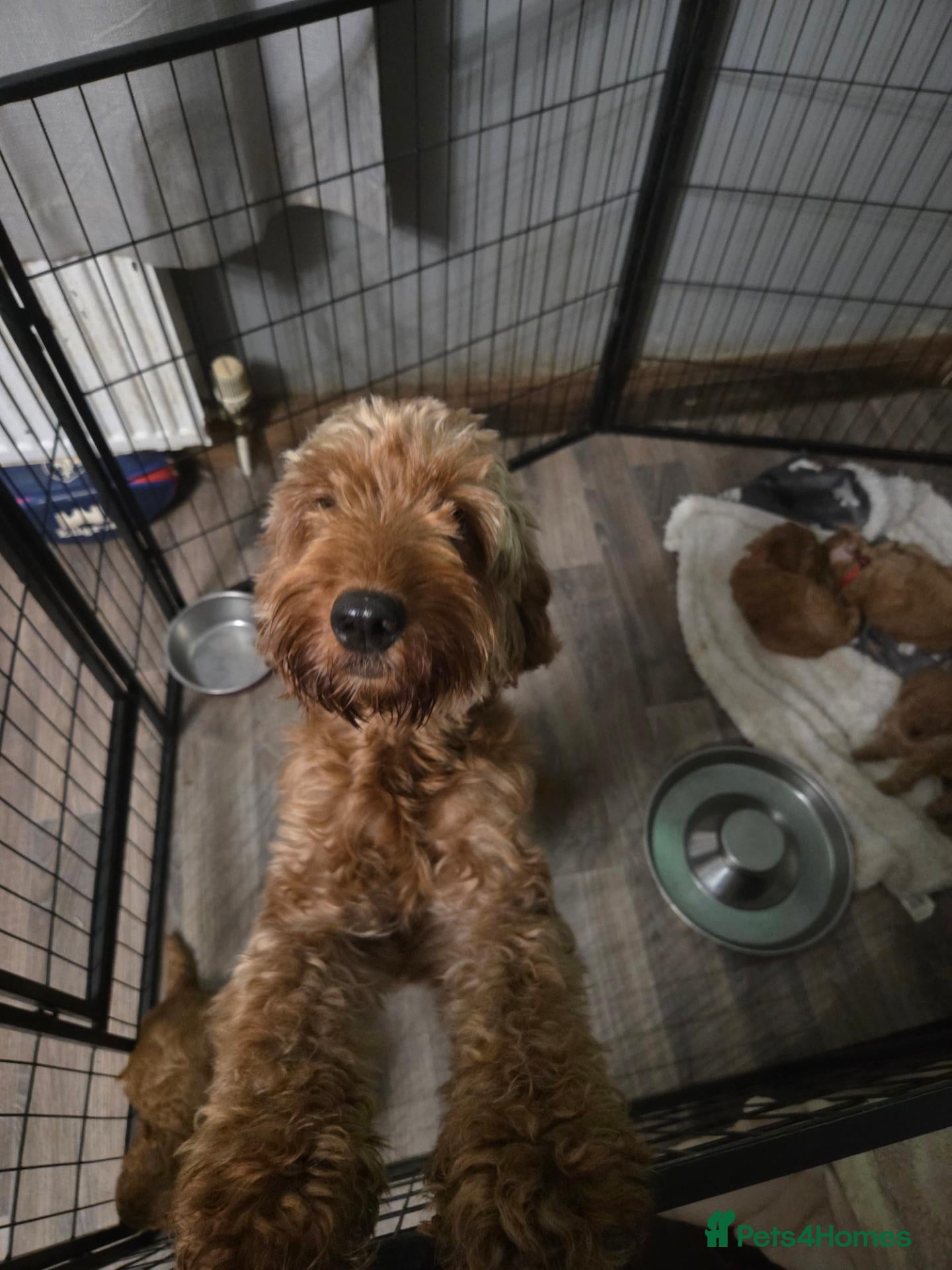 Cockapoo dogs Cockapoo  - Advert 4
