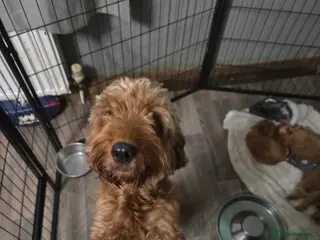 Cockapoo dogs Cockapoo - Advert 6
