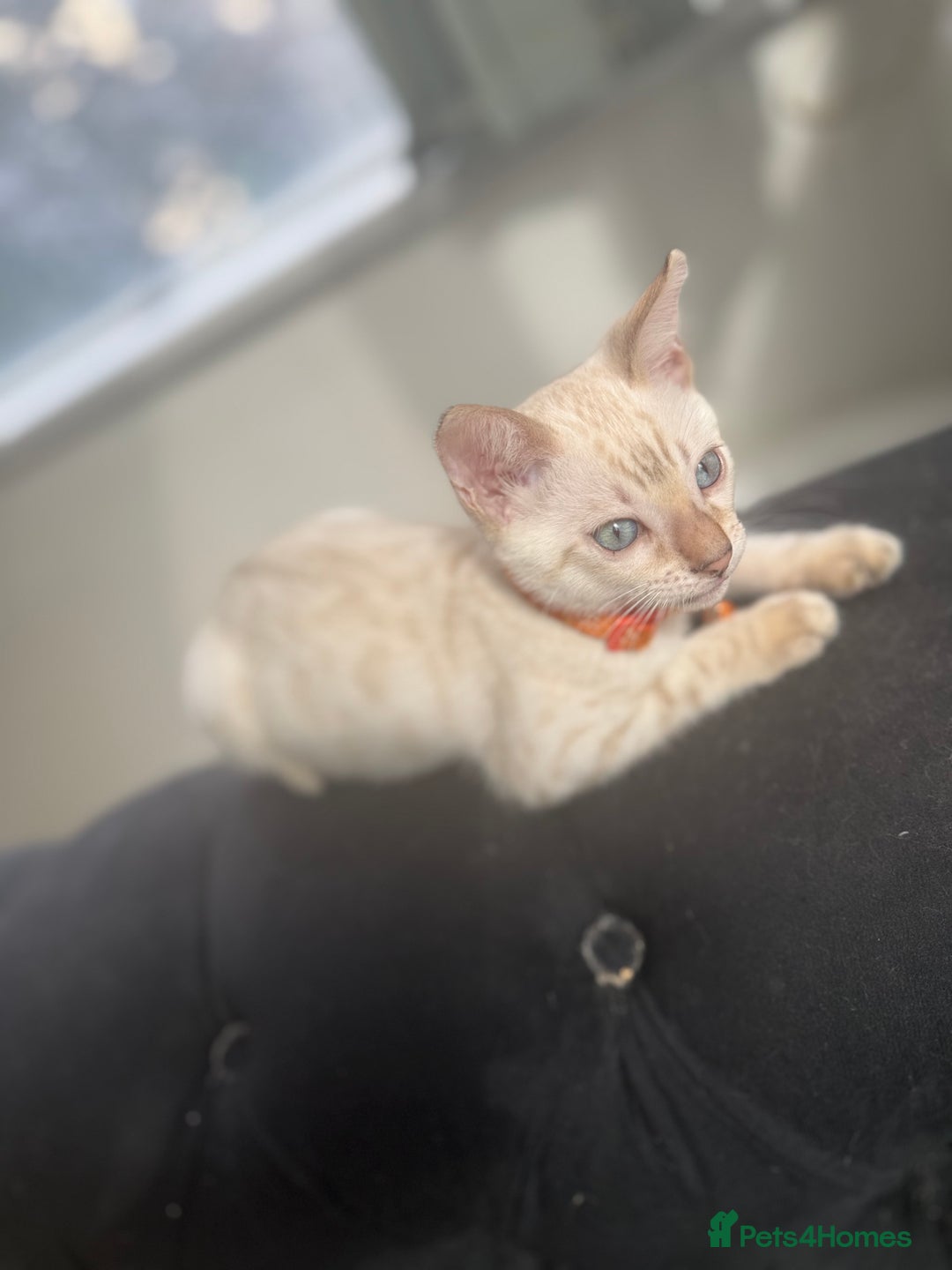 Bengal cats for sale: Snow Lynx Bengal Kittens - Image 26