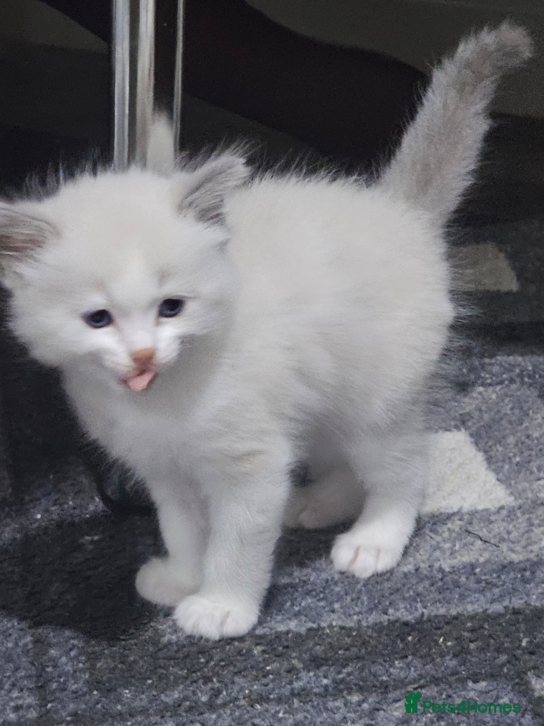 Ragdoll cats for sale: Ragdoll Bicolor 3 boys.  - Advert 12