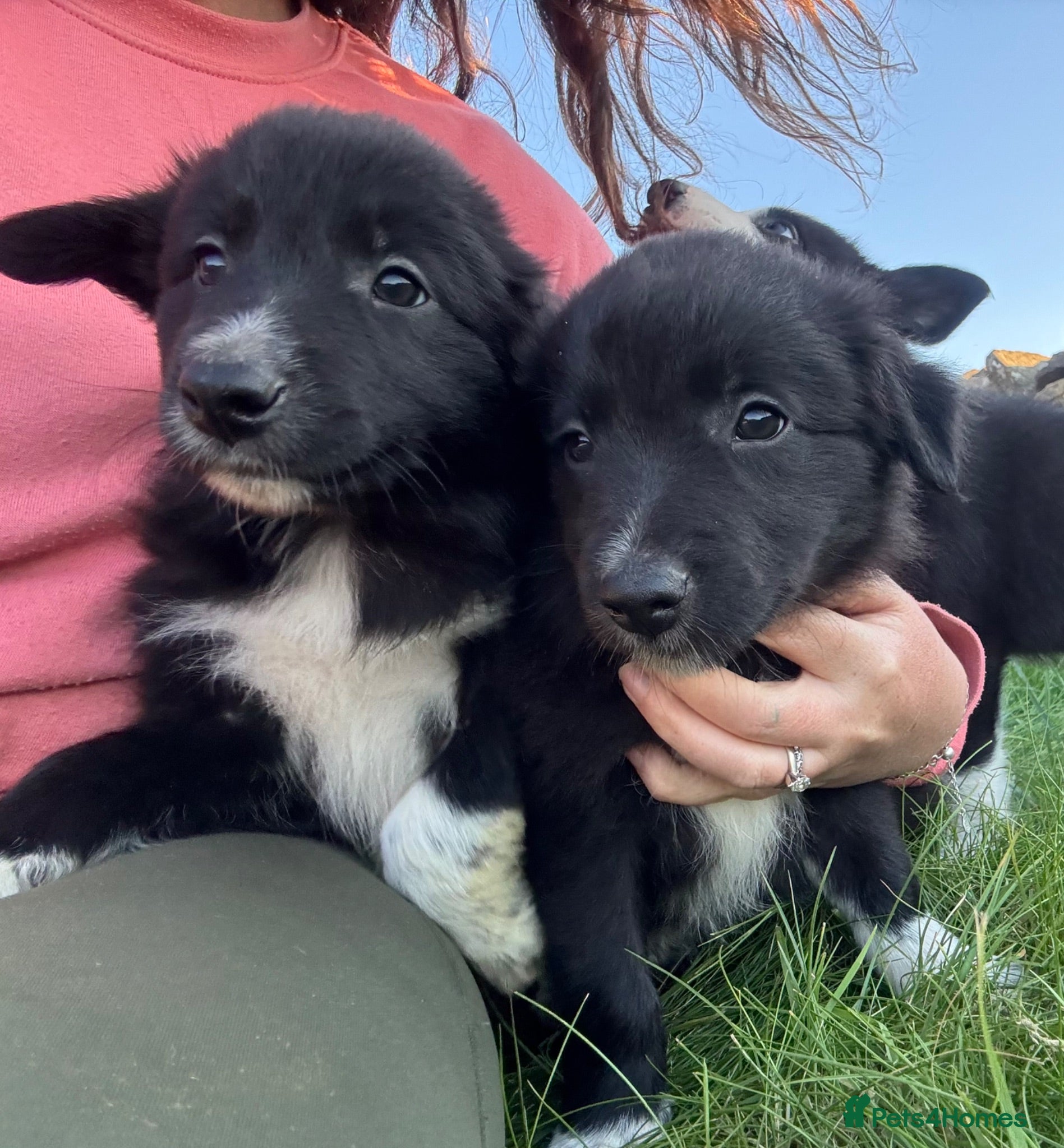 Border Collie dogs ISDS registered Border Collie pups - working/trial - Advert 3