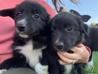 Border Collie dogs ISDS registered Border Collie pups - working/trial - Advert 3