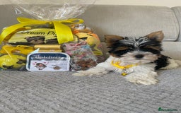 Yorkshire Terrier dogs for sale: Beautiful very small xxxs Biewer Yorkshire Terrier - Image 19