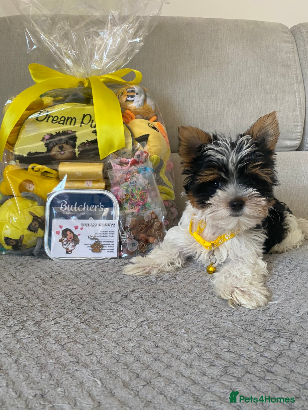 Yorkshire Terrier dogs for sale: Beautiful very small xxxs Biewer Yorkshire Terrier - Image 19