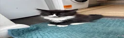 Mixed Breed cats for sale: Half ragdoll kittens! - Advert 7