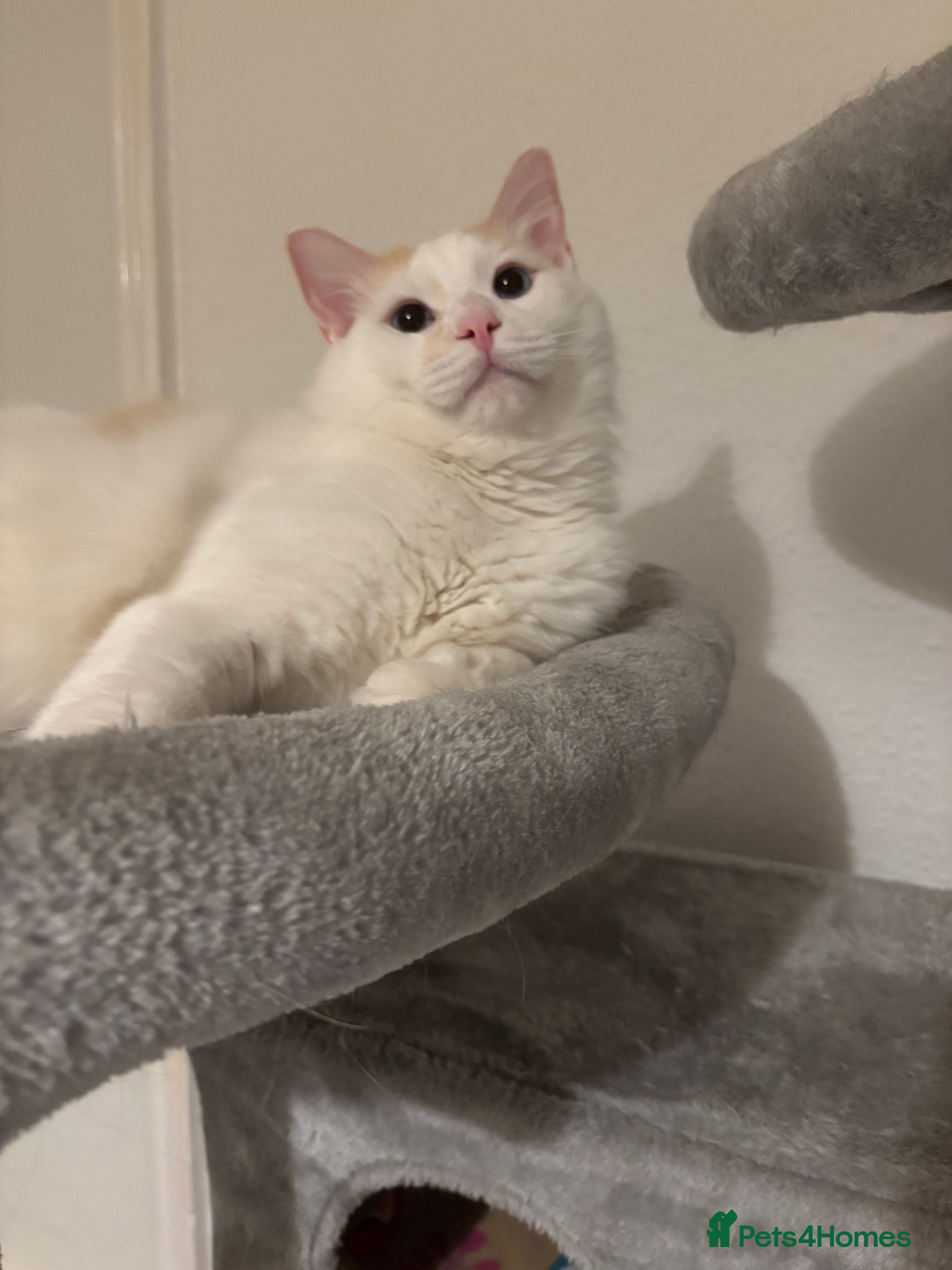 Ragdoll cats Beautiful ragdoll  - Advert 1