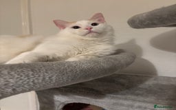 Ragdoll cats for sale: Beautiful ragdoll  - Image 1
