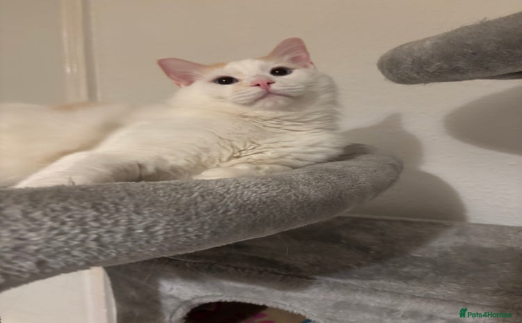 Ragdoll cats - Advert 6