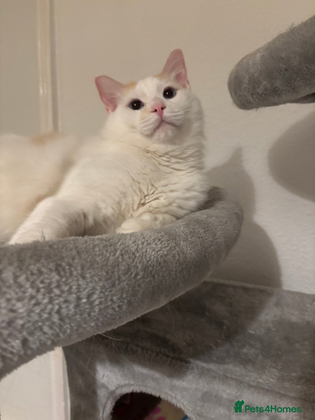 Ragdoll cats for sale: Beautiful ragdoll  - Image 1