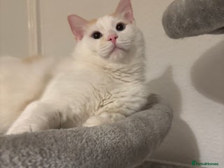 Ragdoll cats - Advert 18