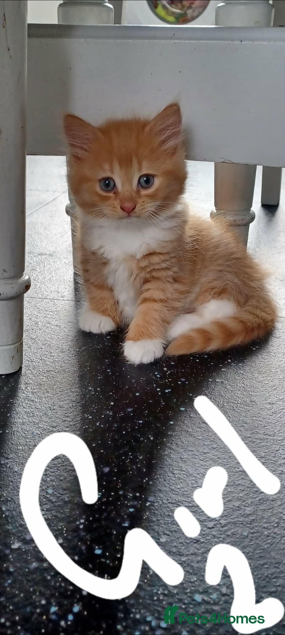 Mixed Breed cats Beautiful ginger tabby kittens - Advert 2