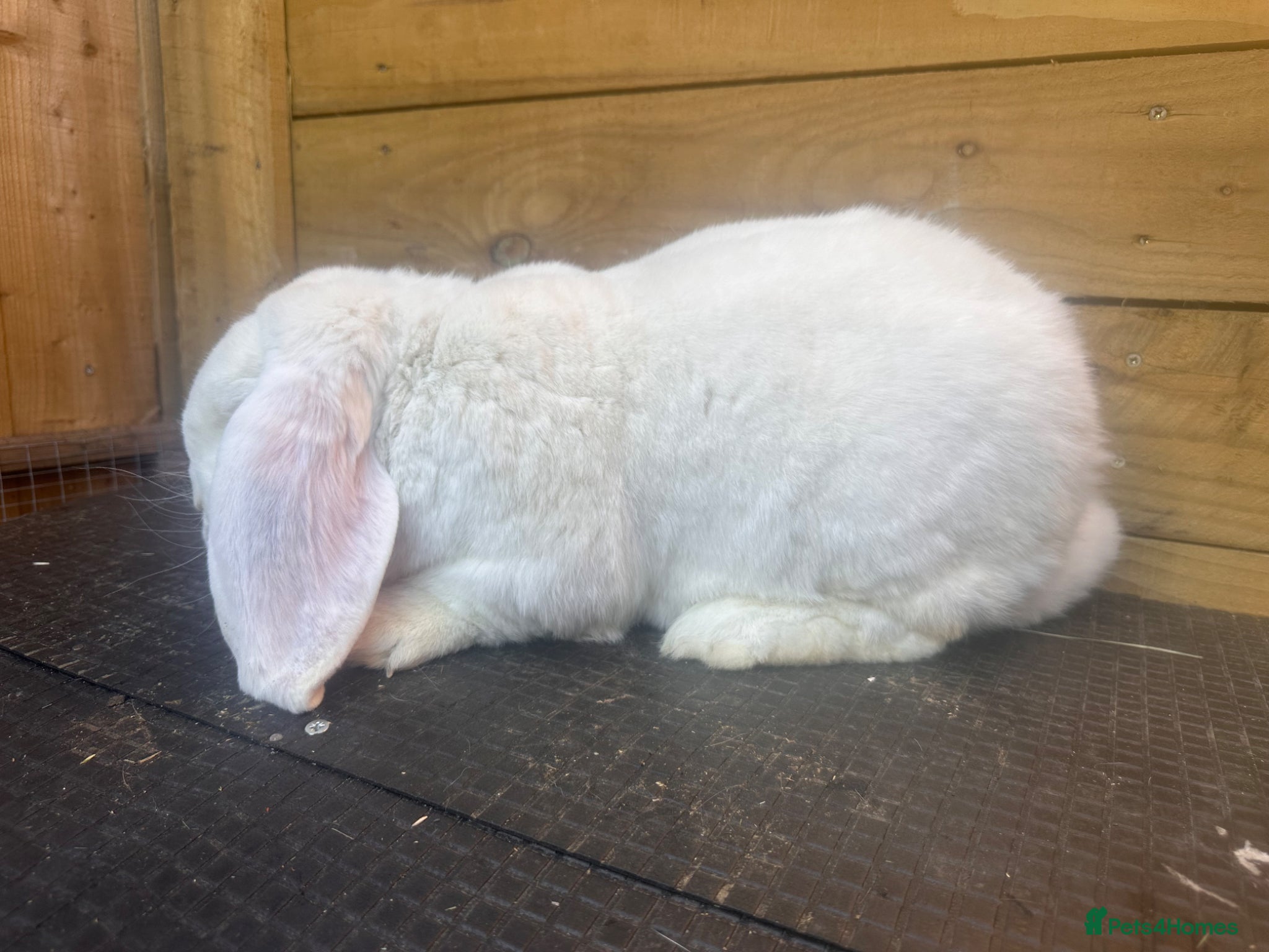 French Lop rabbits for sale: French lop - Advert 9