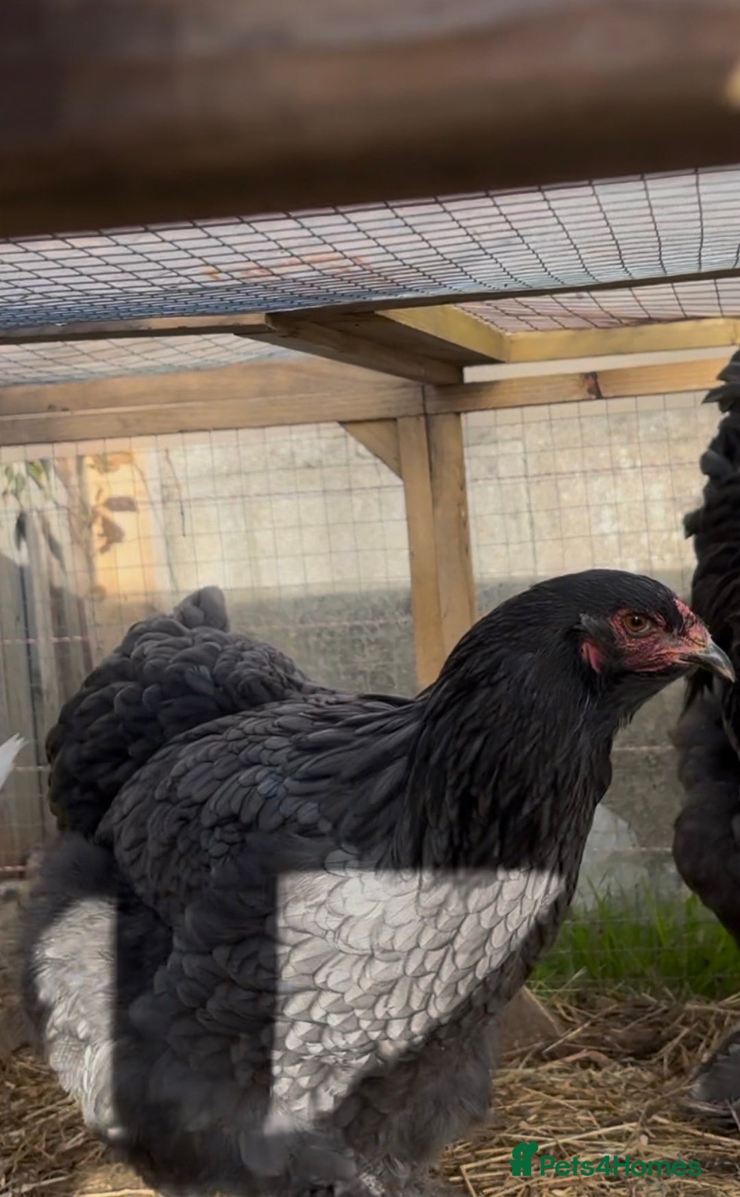 Chickens poultry for sale: Pair of brahamas black chicken  - Advert 4