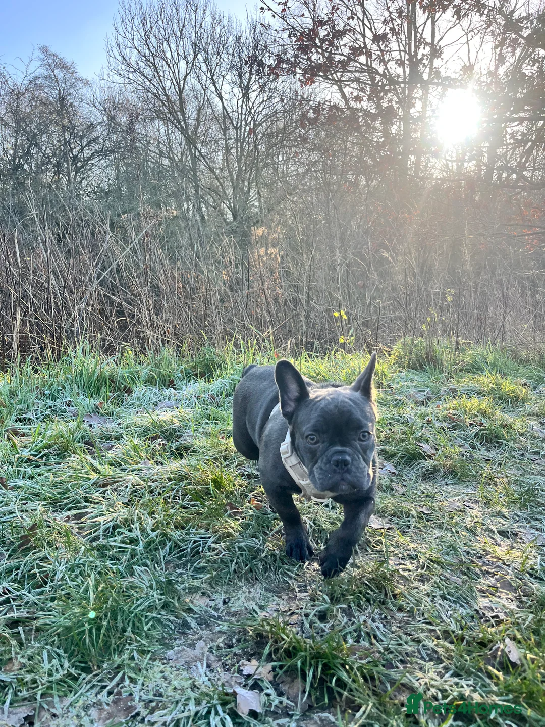 French Bulldog dogs for sale: Girl 8month old  - Advert 2