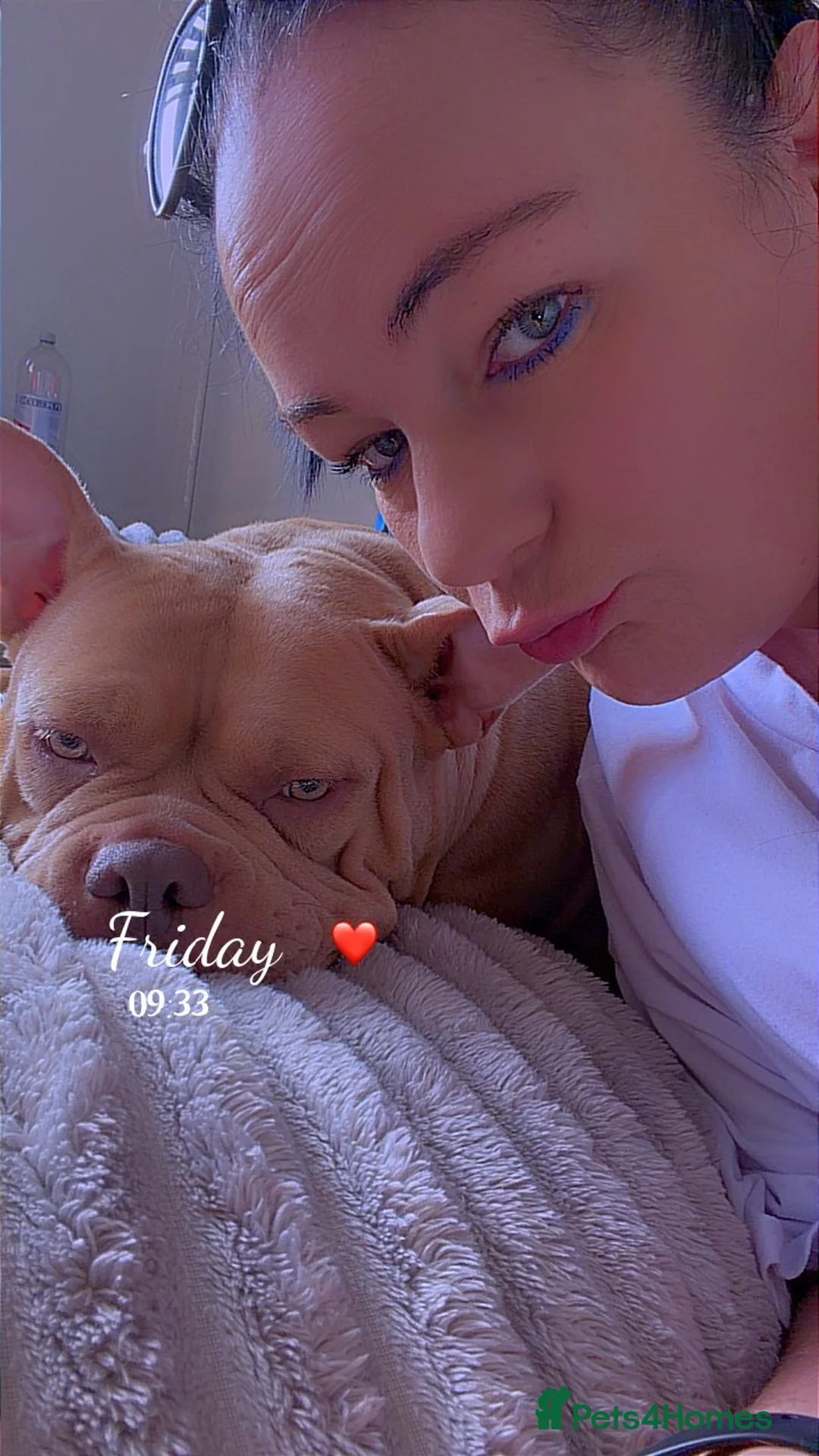 American Bully dogs for sale: American pocket bully in Shotts - Advert 2