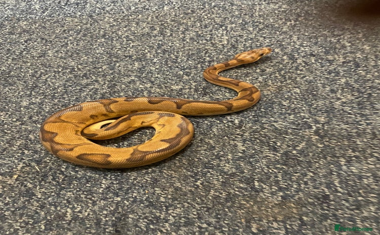 Python Snake reptiles - Advert 12