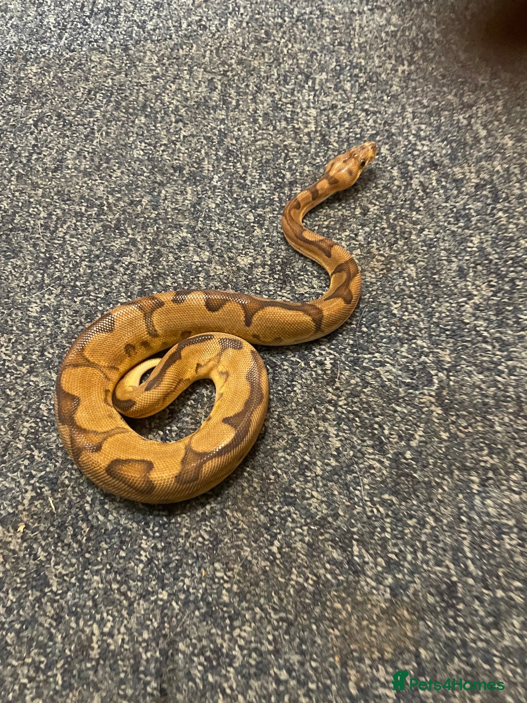 Python Snake reptiles for sale: Royal ball python - Advert 1