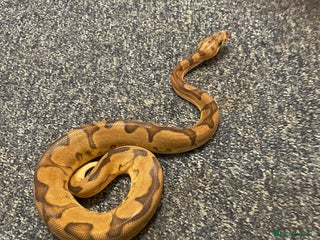 Python Snake reptiles Royal ball python - Advert 13