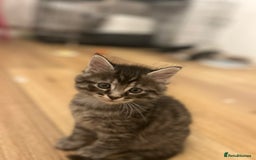 Maine Coon cats for sale: Ragcoon polydactyl kittens - Image 28