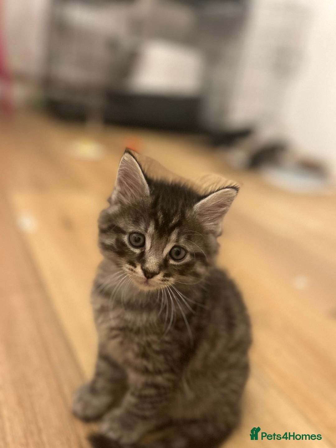 Maine Coon cats for sale: Ragcoon polydactyl kittens - Image 28