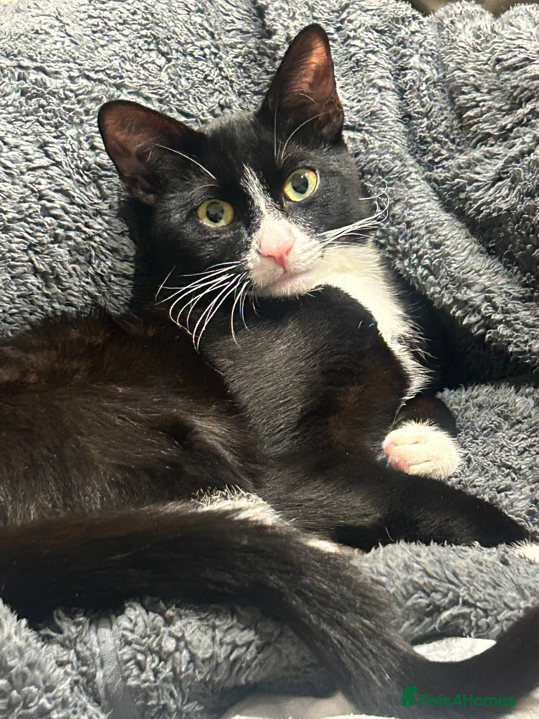 British Shorthair cats for sale: 1 Year Old Cat  in Warlingham - Advert 1