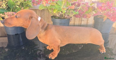 Dachshund dogs - Advert 7