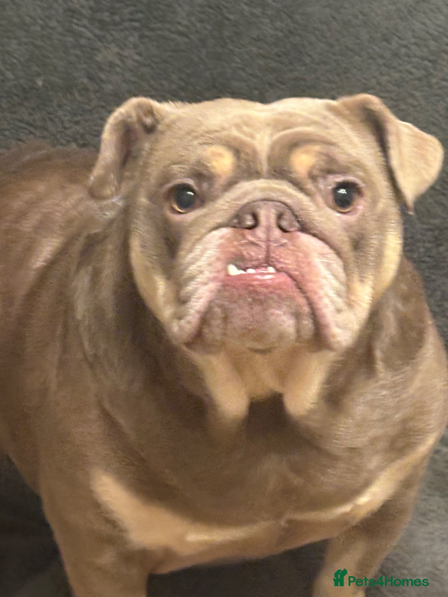 English Bulldog dogs English Bulldog Female  - Advert 1