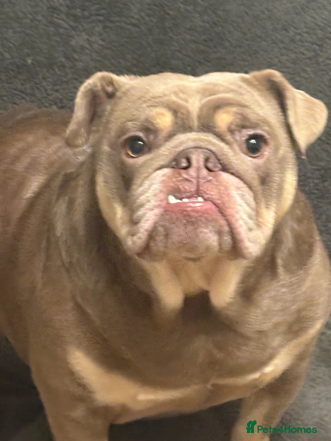 English Bulldog dogs for sale: English Bulldog Female  in Sheffield - Advert 1